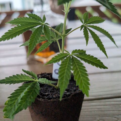 Blue Cheese growlog timeline photo