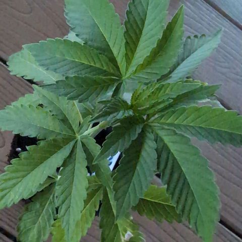 OG Kush growlog timeline photo
