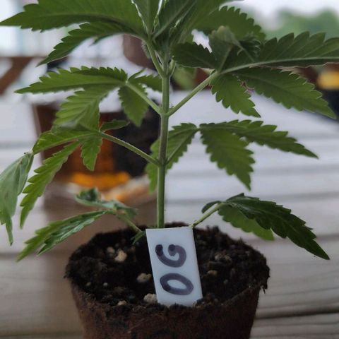 OG Kush growlog timeline photo