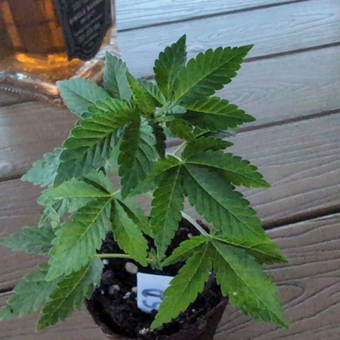 Sour Diesel growlog timeline photo