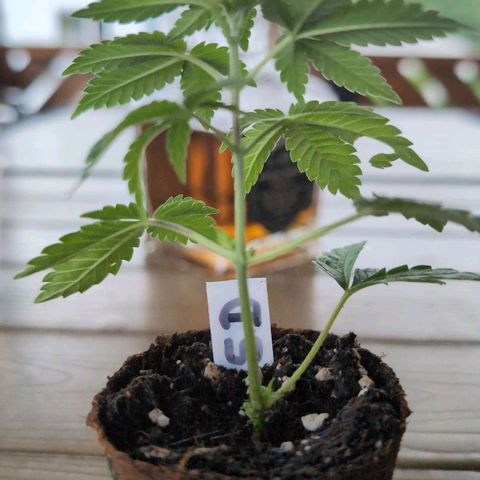Sour Diesel growlog timeline photo
