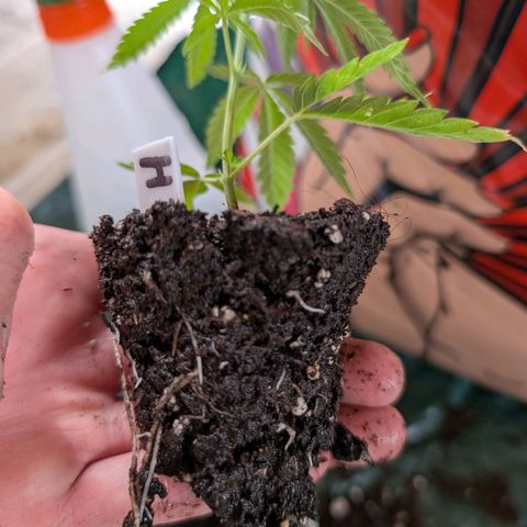 Lemon Shining Silver Haze growlog timeline photo