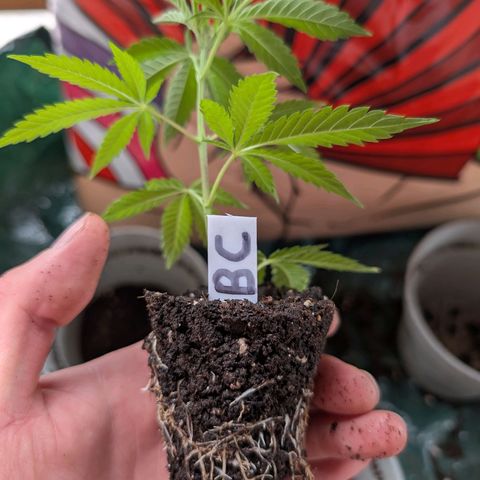 Blue Cheese growlog timeline photo