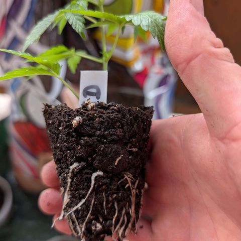 Sour Diesel growlog timeline photo
