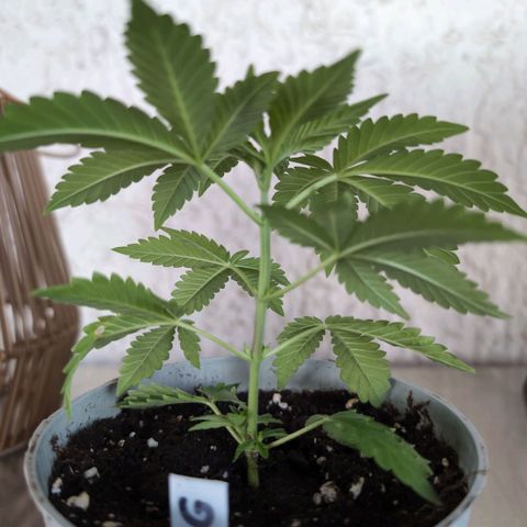 OG Kush growlog timeline photo
