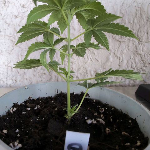 Sour Diesel growlog timeline photo