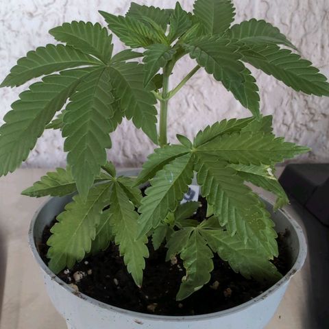 OG Kush growlog timeline photo