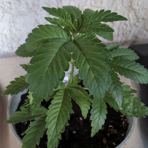 Sour Diesel growlog timeline photo