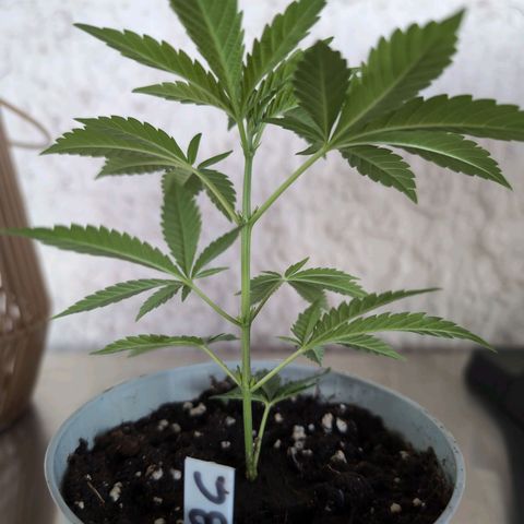 Blue Cheese growlog timeline photo
