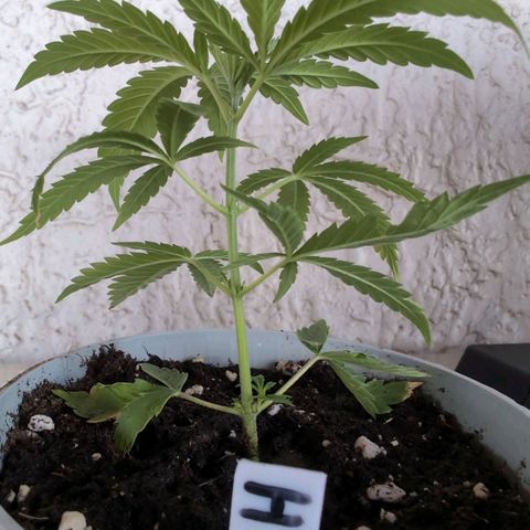 Lemon Shining Silver Haze growlog timeline photo