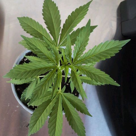 Blue Cheese growlog timeline photo