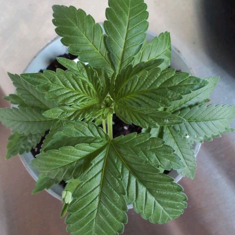 Sour Diesel growlog timeline photo