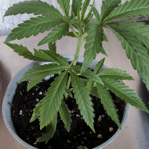 Lemon Shining Silver Haze growlog timeline photo