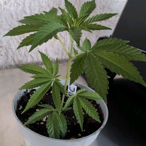 Blue Cheese growlog timeline photo