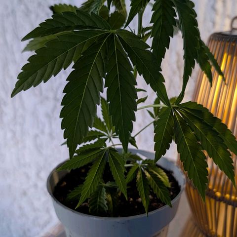 Blue Cheese growlog timeline photo