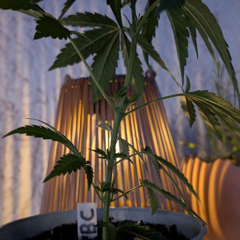 Blue Cheese growlog timeline photo