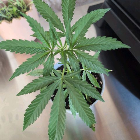 Lemon Shining Silver Haze growlog timeline photo