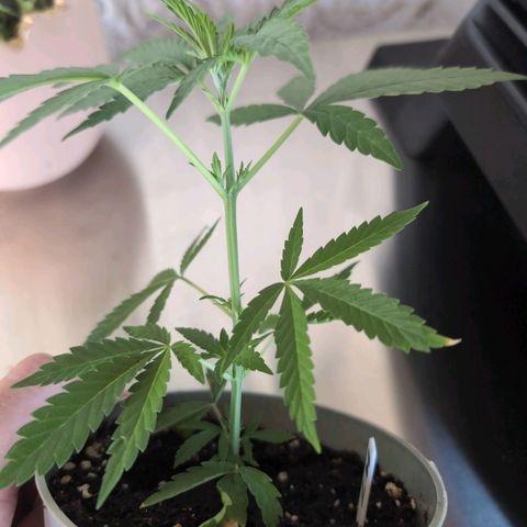 Lemon Shining Silver Haze growlog timeline photo