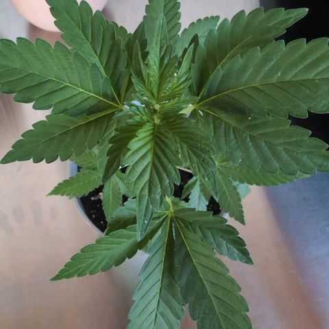 Sour Diesel growlog timeline photo