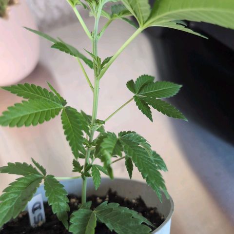 Sour Diesel growlog timeline photo