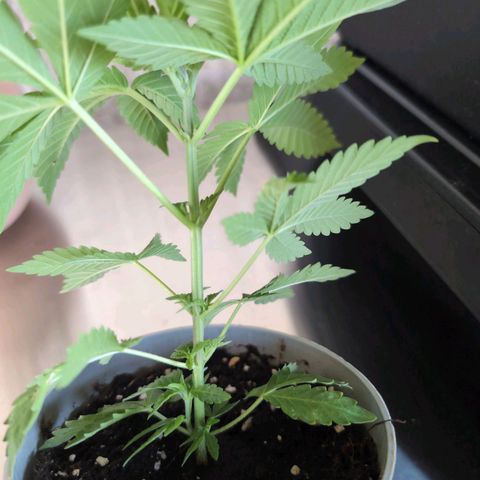 OG Kush growlog timeline photo
