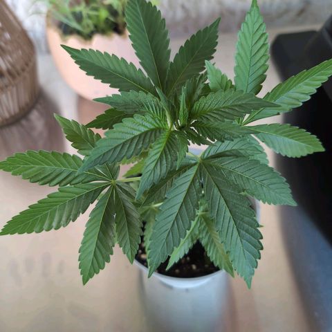 OG Kush growlog timeline photo