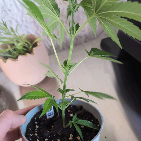 Blue Cheese growlog timeline photo