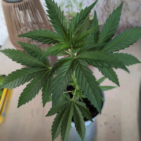Blue Cheese growlog timeline photo