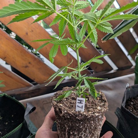 Lemon Shining Silver Haze growlog timeline photo