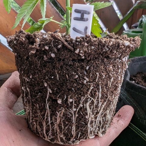 Lemon Shining Silver Haze growlog timeline photo