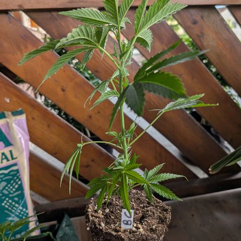 Blue Cheese growlog timeline photo