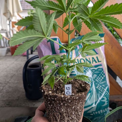 OG Kush growlog timeline photo