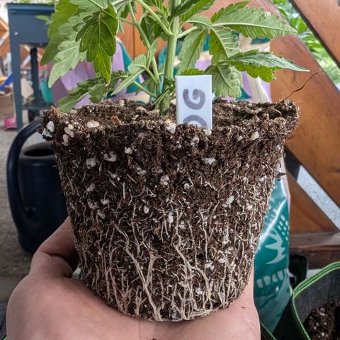 OG Kush growlog timeline photo