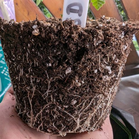Sour Diesel growlog timeline photo