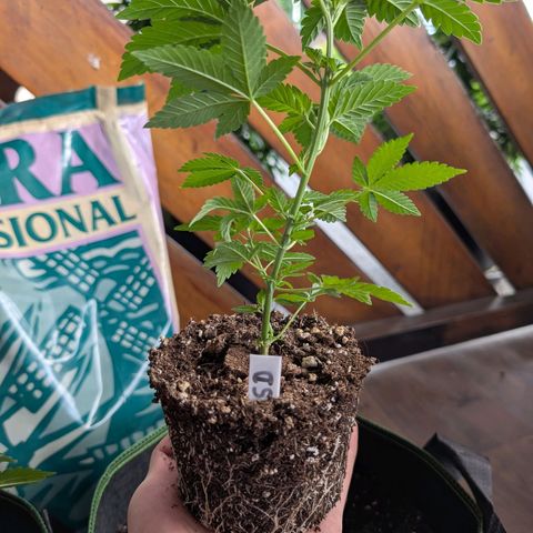 Sour Diesel growlog timeline photo