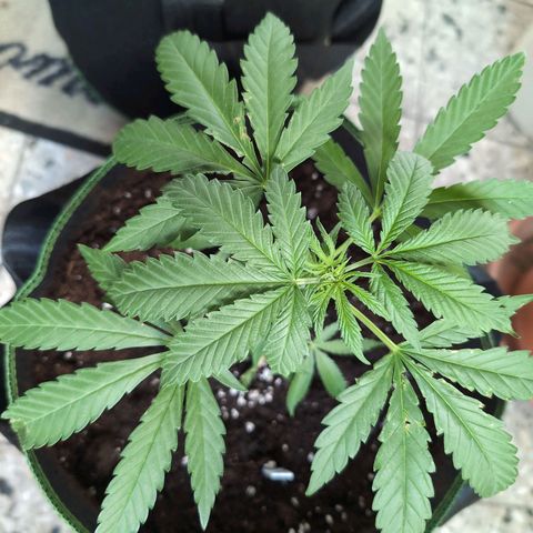 Lemon Shining Silver Haze growlog timeline photo