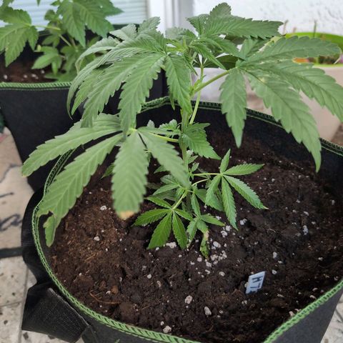 Lemon Shining Silver Haze growlog timeline photo