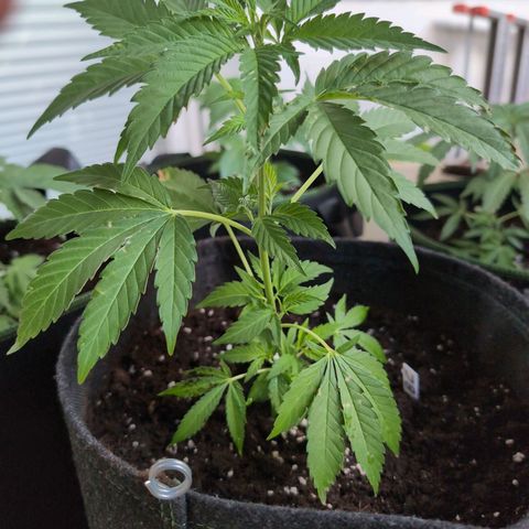 Blue Cheese growlog timeline photo