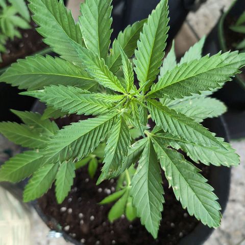 Blue Cheese growlog timeline photo