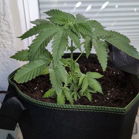 OG Kush growlog timeline photo