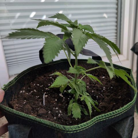 OG Kush growlog timeline photo