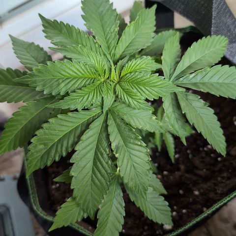 OG Kush growlog timeline photo
