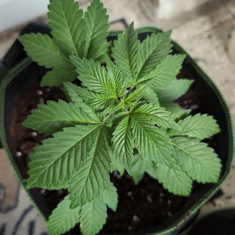 Sour Diesel growlog timeline photo