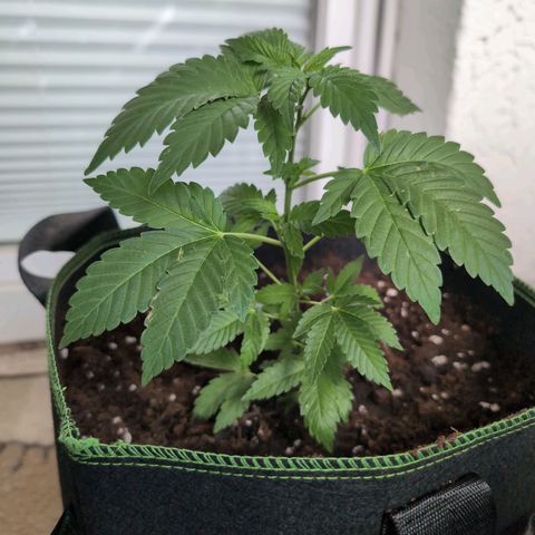 Sour Diesel growlog timeline photo