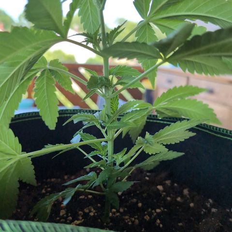 OG Kush growlog timeline photo