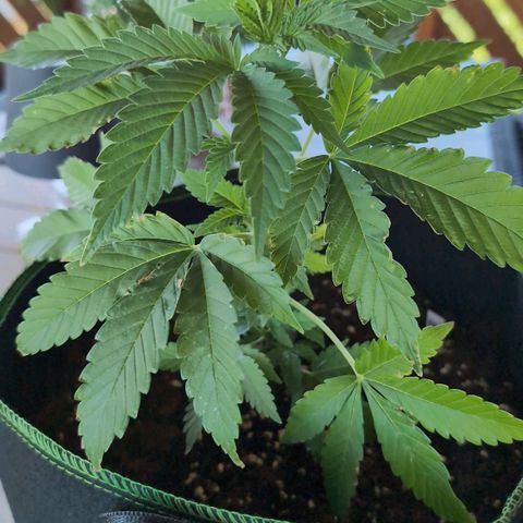 OG Kush growlog timeline photo