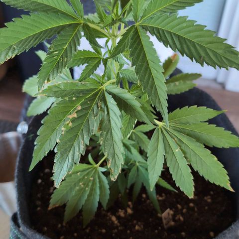 Blue Cheese growlog timeline photo