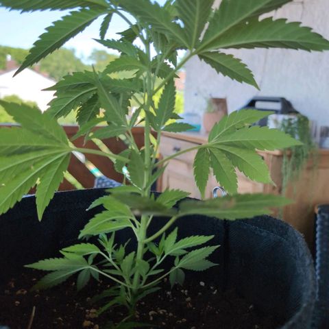 Blue Cheese growlog timeline photo