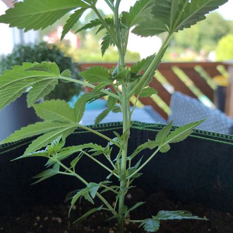 Sour Diesel growlog timeline photo