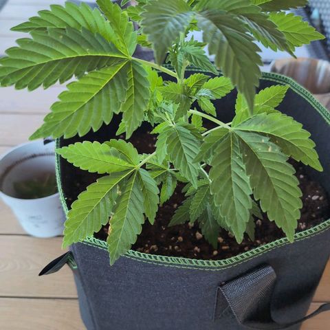 Sour Diesel growlog timeline photo